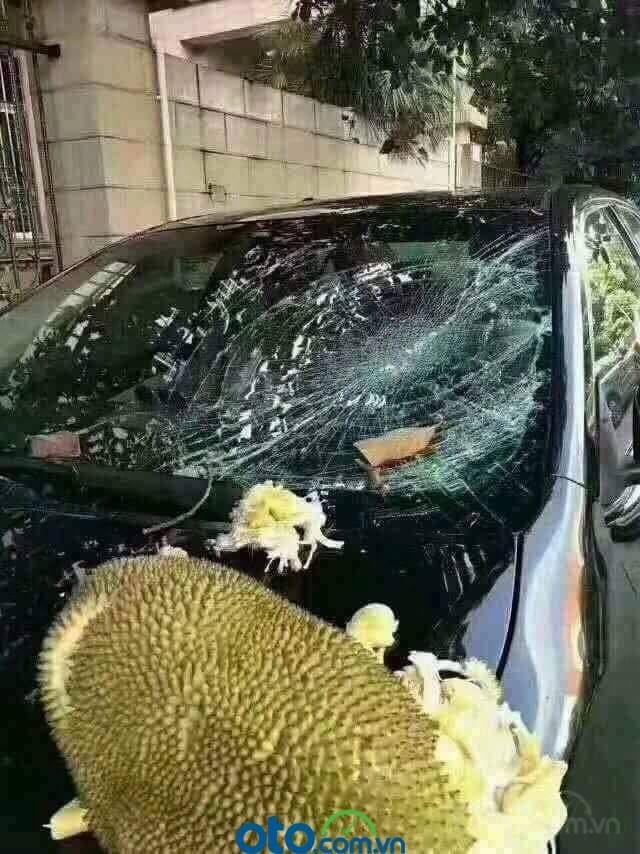 3 mẹo hạ nhiệt ô tô cấp tốc, đối phó cái nóng mùa hè - Đậu xe dưới bóng mát và tai họa khi không để ý 3 mẹo hạ nhiệt ô tô cấp tốc, đối phó cái nóng mùa hè - Đậu xe dưới bóng mát và tai họa khi không để ý