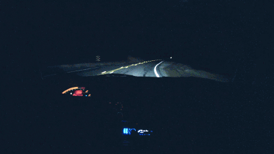 9 điều cần lưu ý để lái xe an toàn vào ban đêm - Coi chừng động vật 9 điều cần lưu ý để lái xe an toàn vào ban đêm - Coi chừng động vật