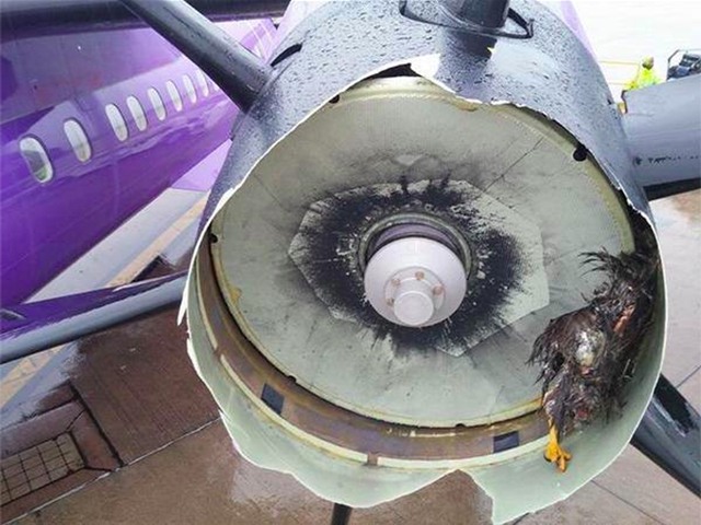 Gia tăng các vụ chim va chạm tàu bay, Cục Hàng không chỉ đạo khẩn   - Ảnh 1.