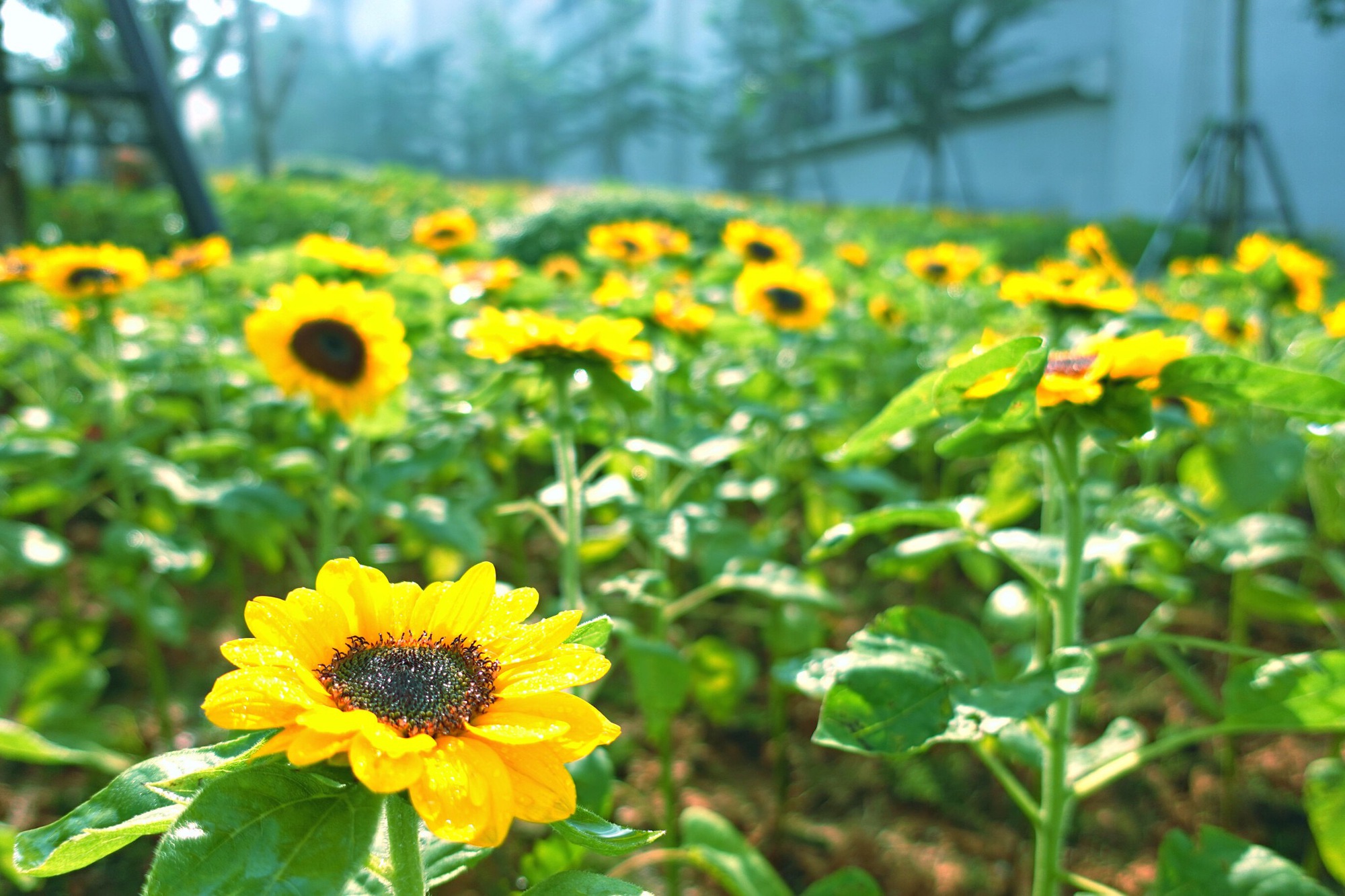 Về Núi Bà Đen Tây Ninh dự Hội trăng rằm Vân Sơn - Ảnh 3.