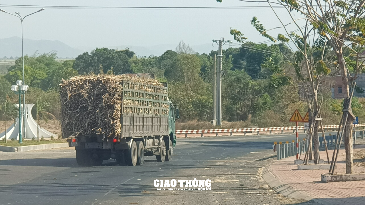 Rùng mình cảnh xe tải chở mía quá khổ, quá tải rầm rập ở Gia Lai - Ảnh 13. Rùng mình cảnh xe tải chở mía quá khổ, quá tải rầm rập ở Gia Lai - Ảnh 13.