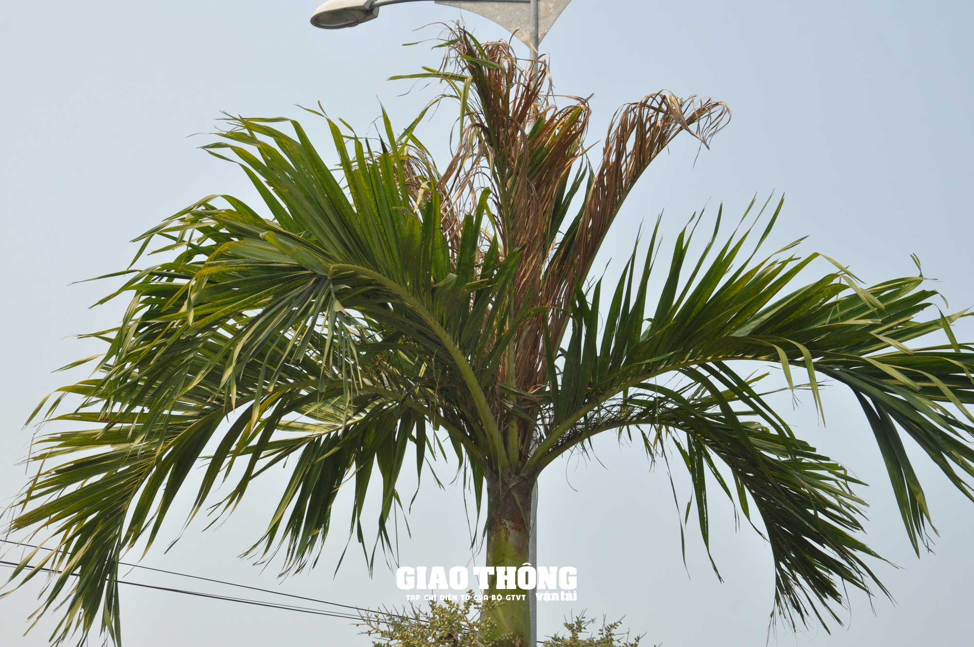 Hàng loạt cây xanh, thảm cỏ trên các tuyến đường ở Quảng Nam chết cháy - Ảnh 3.