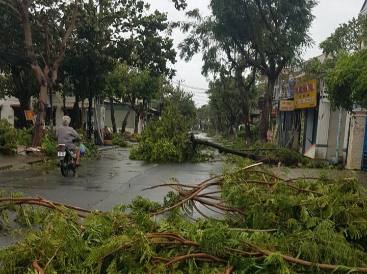 Vụ đấu thầu cây xanh, điện chiếu sáng ở Hội An: Góc nhìn pháp lý thế nào? - Ảnh 2. Vụ đấu thầu cây xanh, điện chiếu sáng ở Hội An: Góc nhìn pháp lý thế nào? - Ảnh 2.