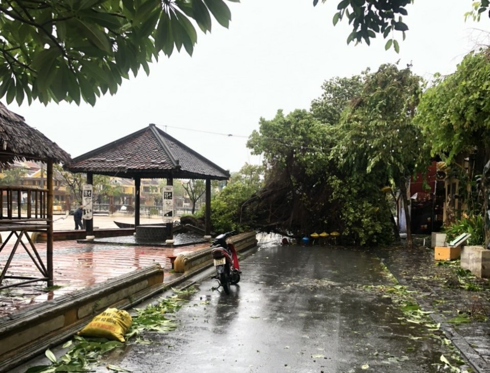 Vụ đấu thầu cây xanh, điện chiếu sáng ở Hội An: Tạm dừng cuộc thầu - Ảnh 2.