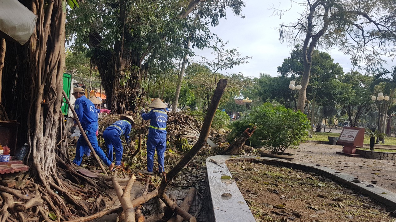 Vụ đấu thầu cây xanh, điện chiếu sáng ở Hội An: Tạm dừng cuộc thầu - Ảnh 1.