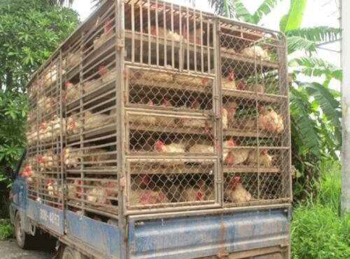 Bộ GTVT: Phải xử nghiêm hành vi “tuồn” gia cầm, sản phẩm gia cầm qua biên giới vào Việt Nam - Ảnh 1.