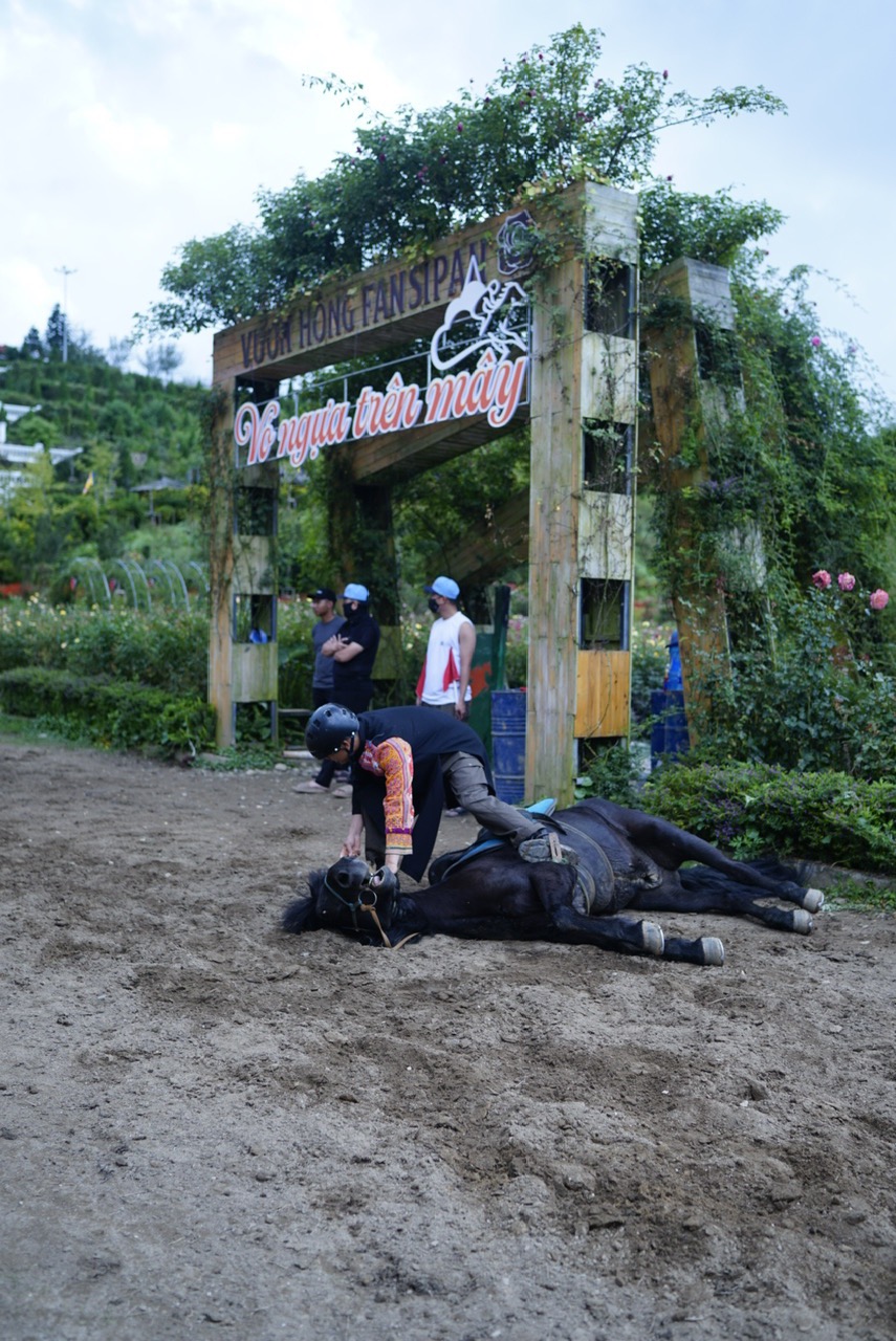 Độc đáo chương trình thao diễn ngựa “Hào khí Tây Bắc” tại Sun World Fansipan Legend tới hết 29/7 - Ảnh 6.