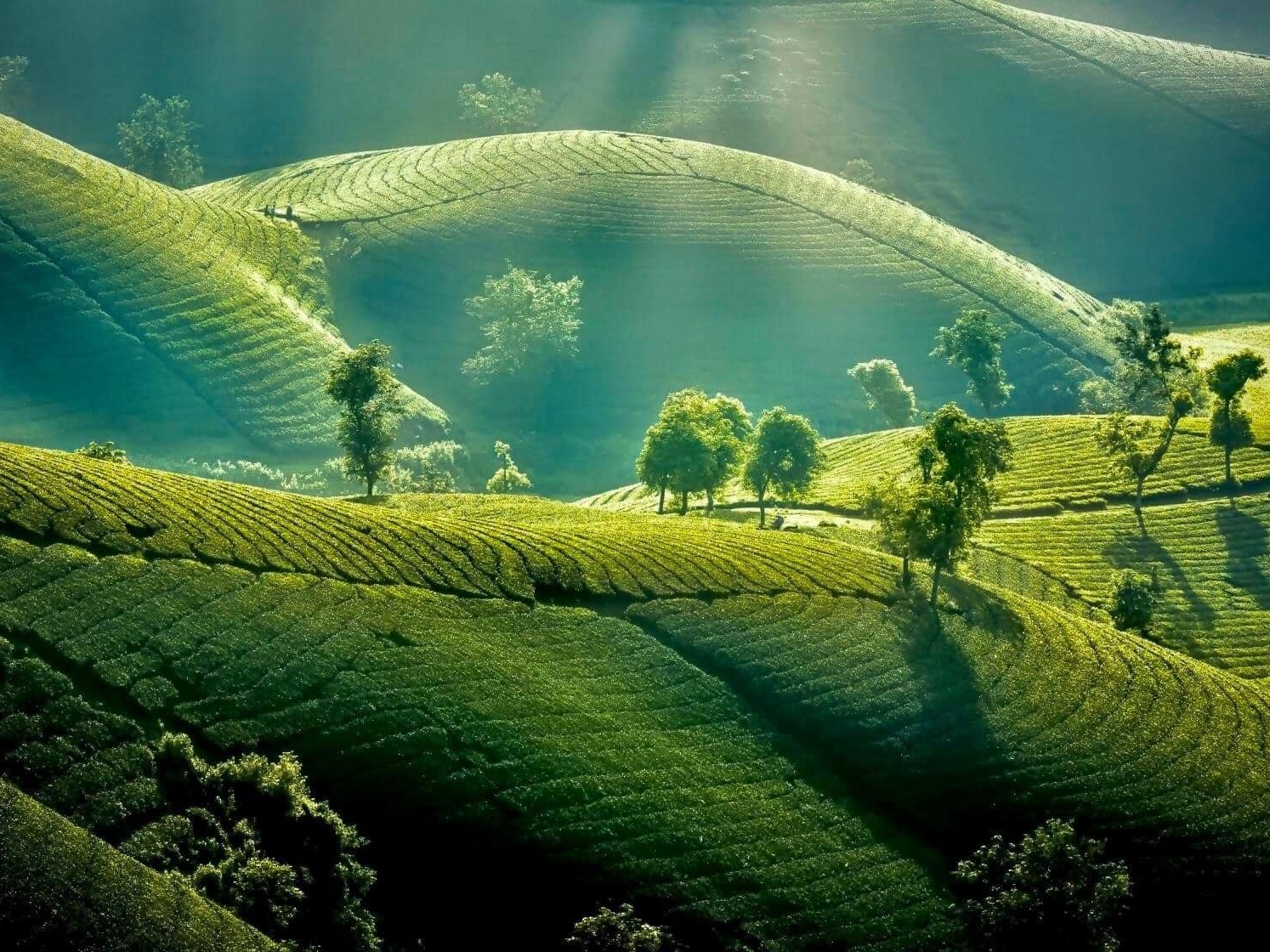 Dọc đường lên Tà Xùa, du khách có thể thăm quan đồi chè Long Cốc (Phú Thọ) - Ảnh: dulichphutho.gov.vn. Dọc đường lên Tà Xùa, du khách có thể thăm quan đồi chè Long Cốc (Phú Thọ) - Ảnh: dulichphutho.gov.vn.