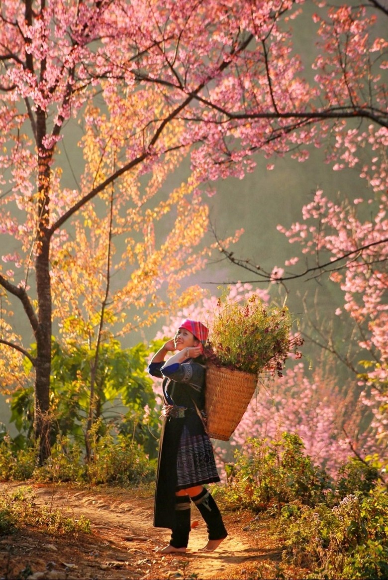 Mù Cang Chải mùa hoa Tớ Dày như trong tiên cảnh - Ảnh: dangcongsan.vn. Mù Cang Chải mùa hoa Tớ Dày như trong tiên cảnh - Ảnh: dangcongsan.vn.