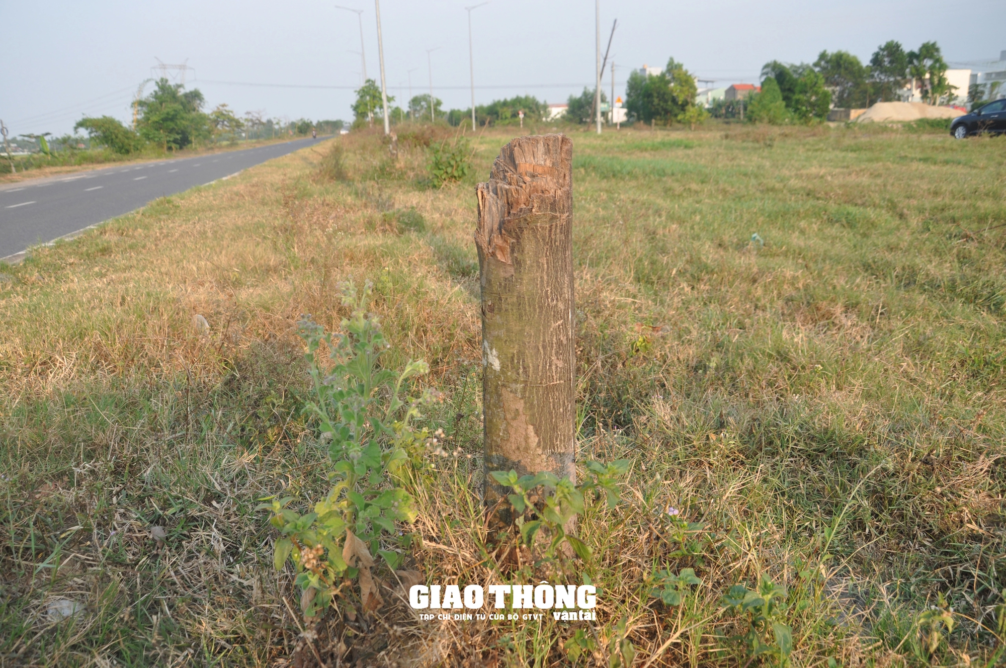 Vụ cây xanh chết khô hàng loạt trên đường 500 tỷ ở Đà Nẵng: Ai chịu trách nhiệm?- Ảnh 21.