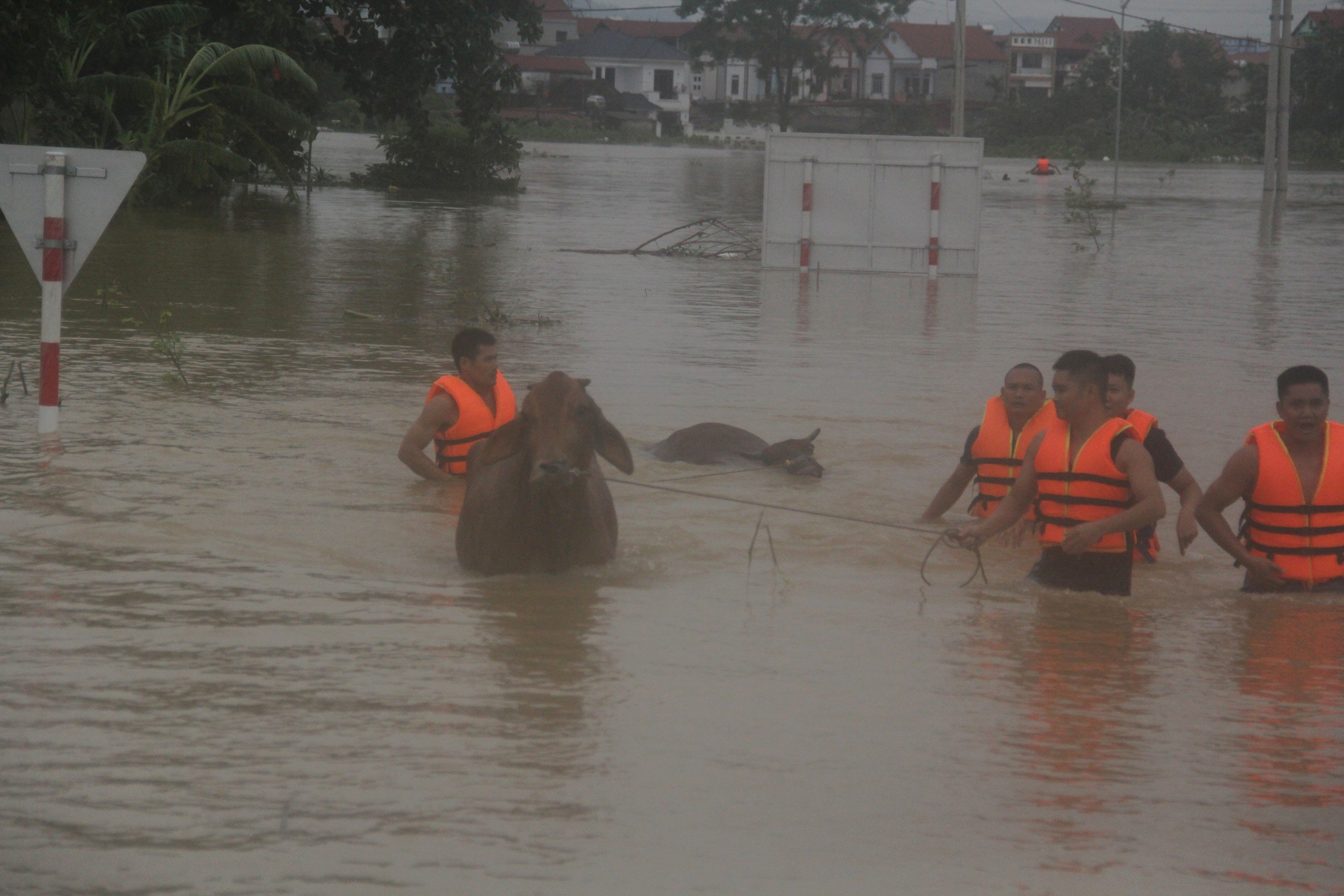 Huyện Hiệp Hòa, Bắc Giang: Chăm lo cho người dân vùng lũ- Ảnh 4. Huyện Hiệp Hòa, Bắc Giang: Chăm lo cho người dân vùng lũ- Ảnh 4.