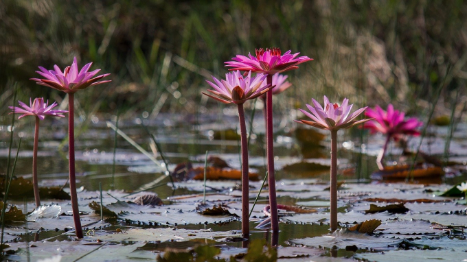 8 Vườn quốc gia Lò Gò Xa mát
