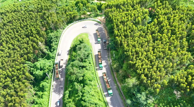 Xe vận chuyển gia súc của THILOGI chở bò cho công 