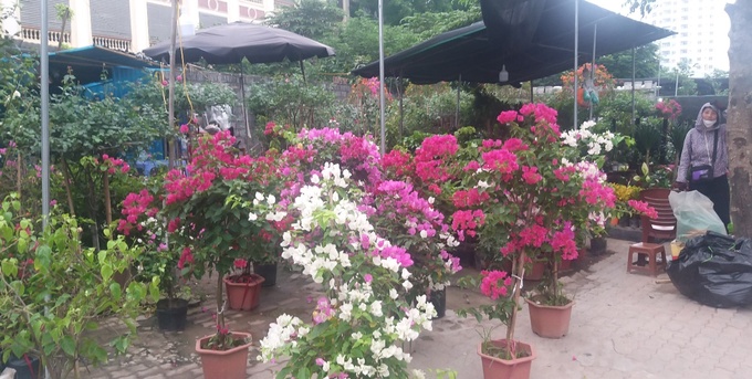 Đặc biệt, theo ghi nhận của PV Tạp chí Giao thông vận tải, khu chợ cóc nằm trên đường Nghiêm Xuân Yên, thuộc địa phận quận Hoàng Mai, Hà Nội còn xuất hiện tổ hợp khoảng 20 gian hàng nằm cạnh nhau, dài khoảng 200m đoạn từ Cầu Dậu (ngã tư đường Kim Giang- Nghiêm Xuân Yên) đến Viện Tiêm chủng vắc xin. Các gian hàng này được được đầu tư khá công phu và bài bản, bày bán các mặt hàng chủ yếu như: Hoa, cây cảnh, đồ thủ công mỹ nghệ,…