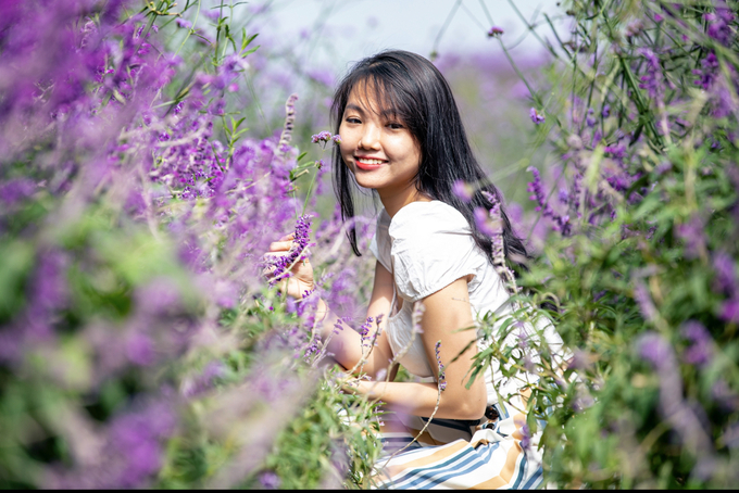 Đồi hoa tím nổi bật giữa đất trời Fansipan