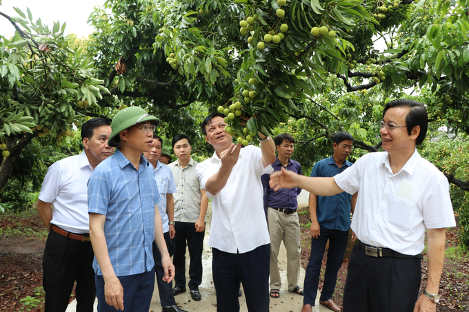 Chủ tịch UBND tỉnh Bắc Giang Lê Ánh Dương vừa yêu cầu tập trung các lực lượng bảo đảm giao thông thông suốt phục vụ tiêu thụ vải thiều năm 2022 (trong ảnh: Ông Dương thăm khu sản xuất vải thiều xuất khẩu của gia đình anh Nguyễn Mạnh Phong, thôn Cầu Đất, xã Phượng Sơn, huyện Lục Ngạn