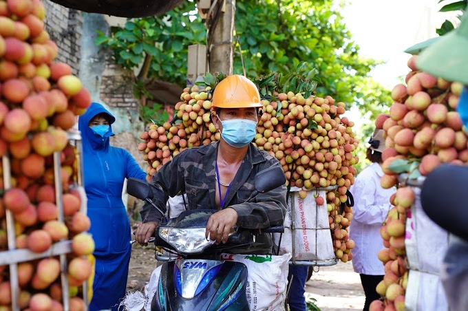 Người trồng vải thiều tại Lục Ngạn vận chuyển đến các điểm thu mua trên địa bàn huyện.