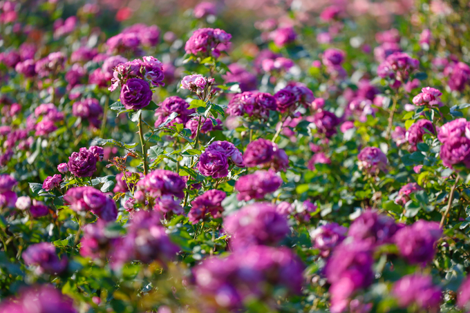 Những nhành hồng đang bung nở trong nắng hè.