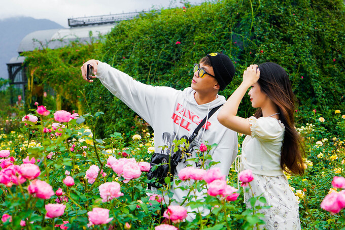 Thung lũng hoa hồng lớn nhất Việt Nam có diện tích 50.000 m2 và hơn 300.000 gốc hoa hồng.