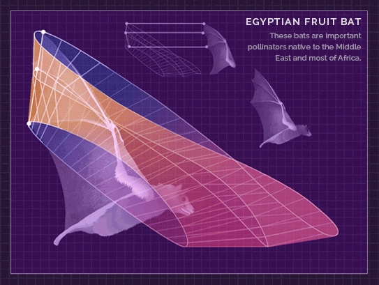 FlightPatterns_FruitBat