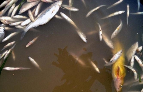 xu-phat-cong-ty-ca-chet-song-buoi-bao-tin-nhanh-1_