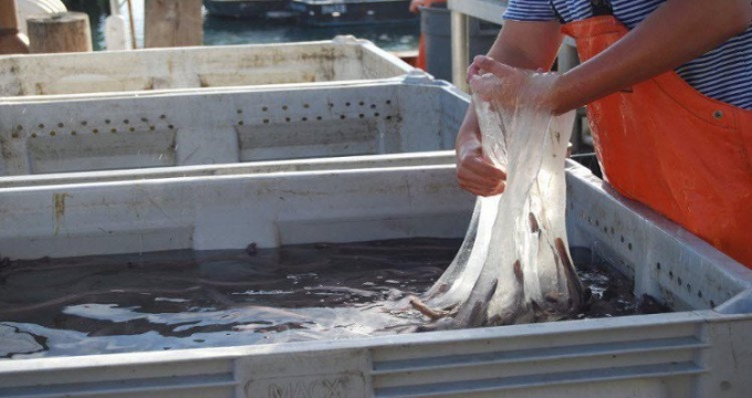chat-nhay-cua-hagfish