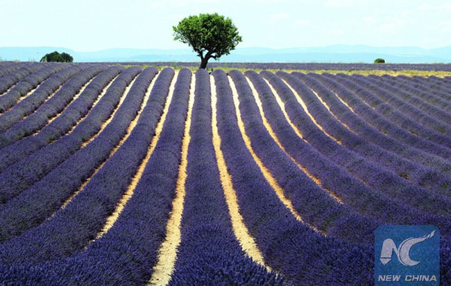 photo1531666657110-1531666657111920782984