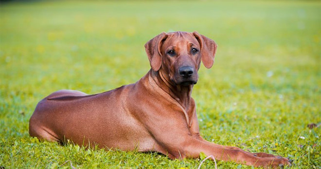 rhodesian_ridgeback