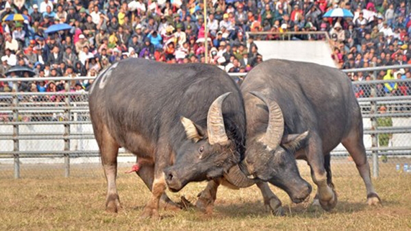 Hà Nội cấm lễ hội chọi trâu