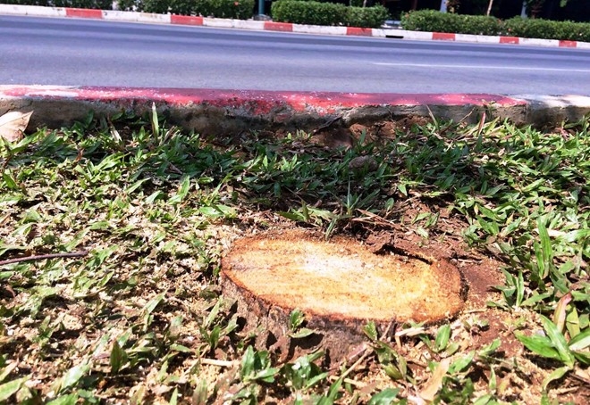 Hàng loạt cau trắng trên đại lộ đẹp nhấ