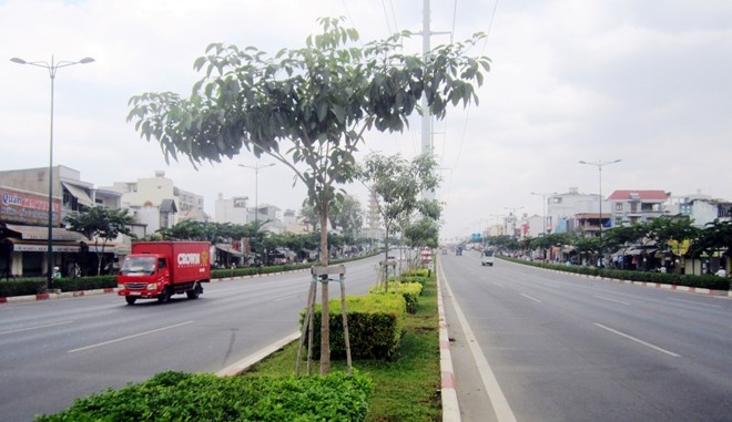 Hàng loạt cau trắng trên đại lộ đẹp nhấ