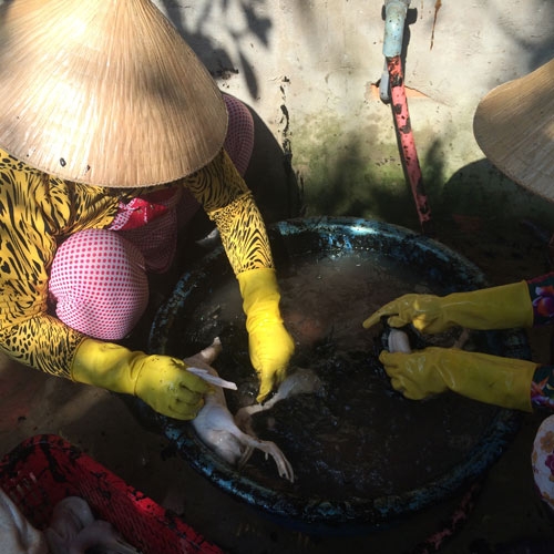 Phát hiện cơ sở giết mổ tẩy lông gia 