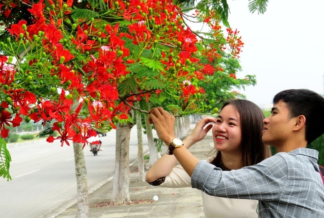 10 Đường hoa phượng dài nhất Việt Nam