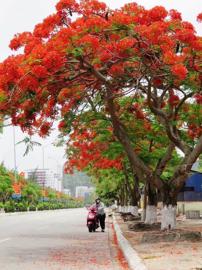 3 Đường hoa phượng dài nhất Việt Nam