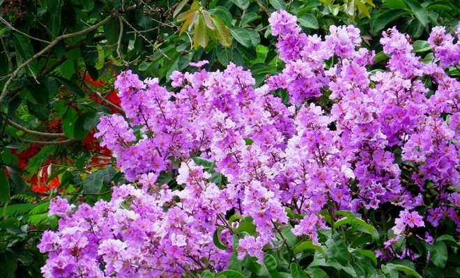 4 Đường hoa phượng dài nhất Việt Nam