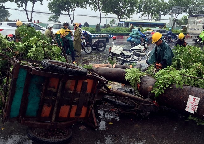 Cổ thụ bật gốc đè gãy chân người đi đ
