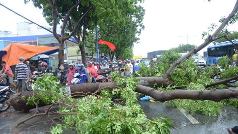 Cưa cây làm chết người đi đường ở mie
