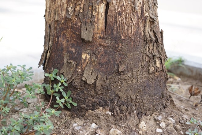 2 Hàng loạt cây xanh chết bất thường tre