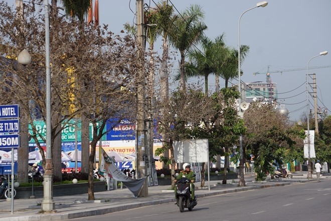 Hàng loạt cây xanh chết bất thường trên