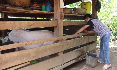 3 11 hộ nghèo bán trâu bò lấy hơn 300 triệu làm đư