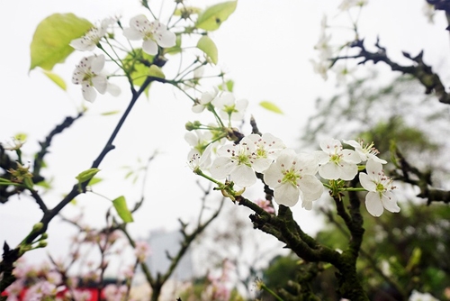 10.000 cành hoa Anh đào sẽ khoe sắc bên hồ