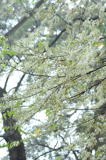 Đề xuất chặt hạ sưa trắng trên đường phố Hà Nội vì