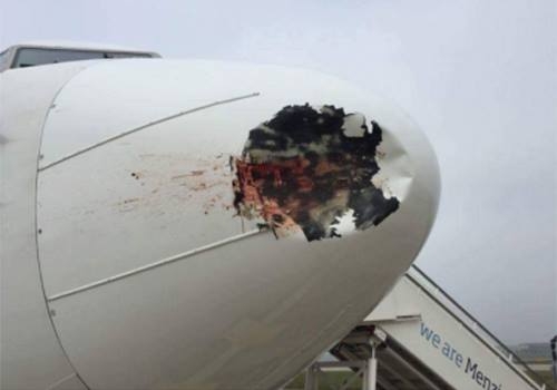 Trễ chuyến dây chuyền do chim va động cơ