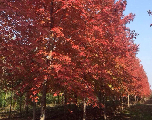 Hà Nội trồng cây phong lá đỏ trên đườn