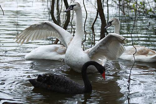 Hà Nội thử nghiệm thả thiên nga ở Hồ Gươm