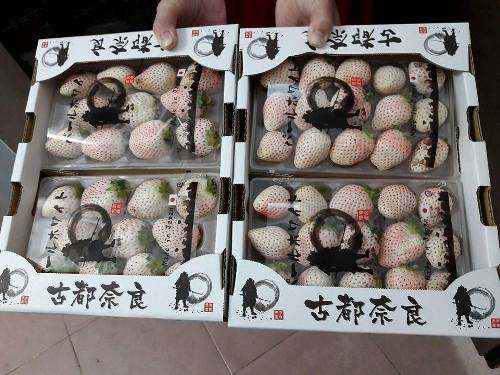 Gần triệu đồng một hộp dâu tây Bạch T