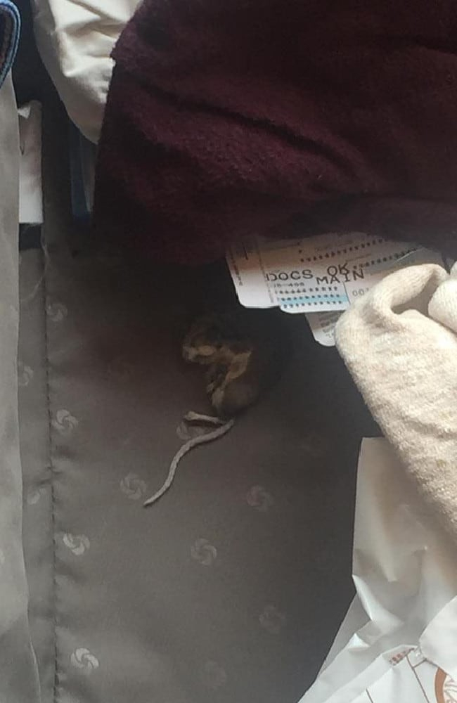 Nhận lại hành lý thất lạc, gia đình phát hiện thứ 