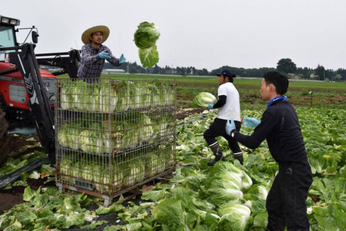  Nhật Bản nới lỏng chính sách visa cho lao