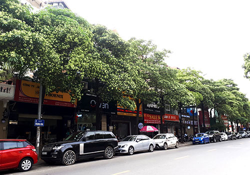 hoa-sua-2-9243-1543037950