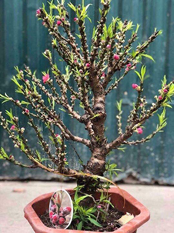 dao-TT3500-5800-1548241903